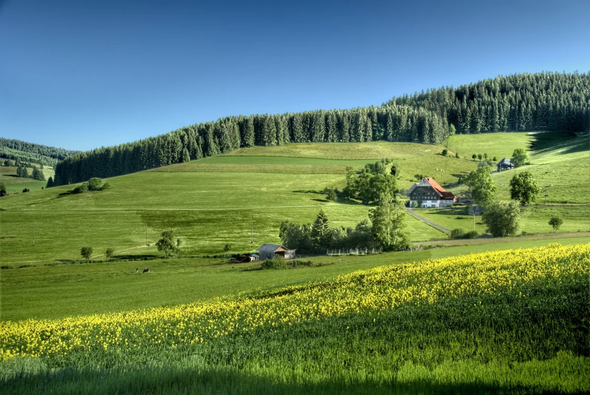 Najlepsze odkurzacze pionowe w 2024: Odkryj Nowe Hity Sprzątania!